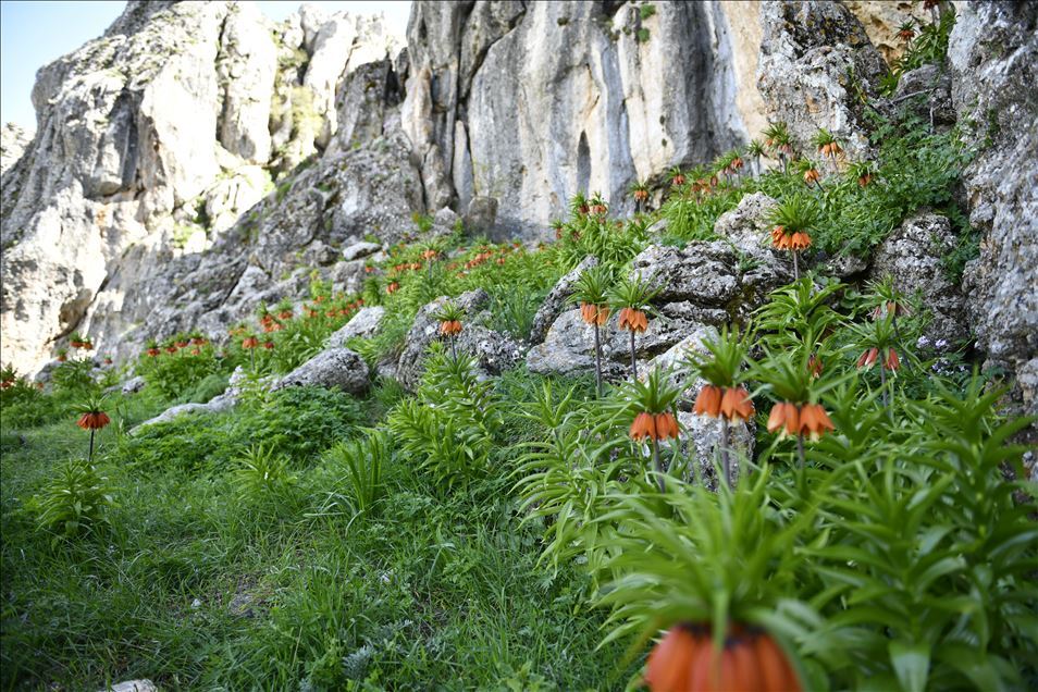 Turquie : Les « Tulipes inversées » ornent le Mont Salvan de Marach