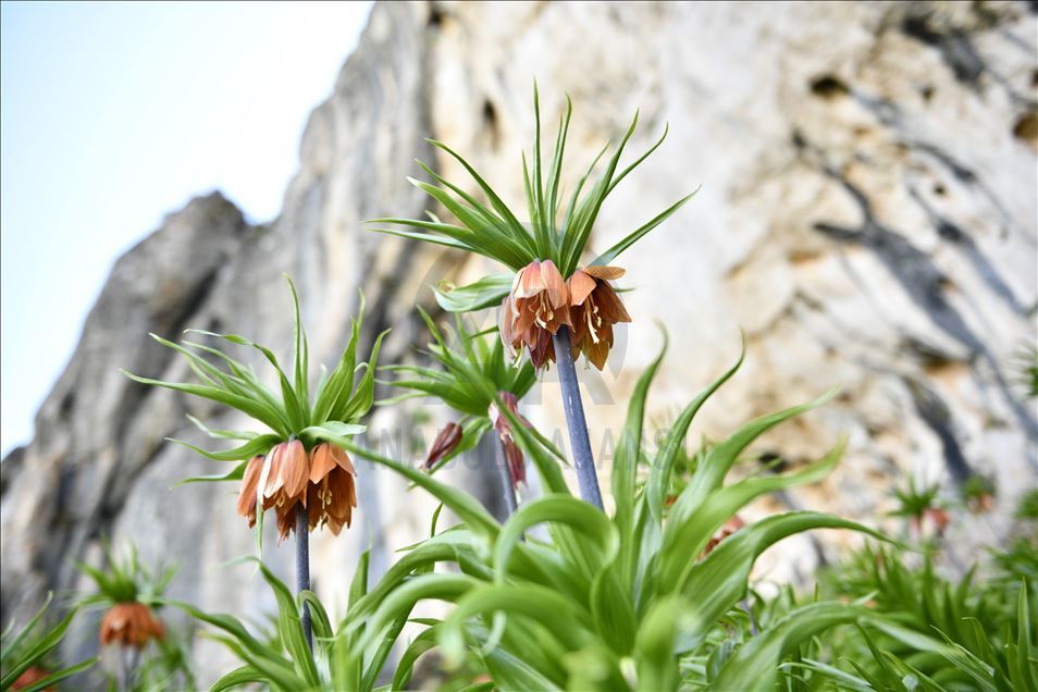 Turquie : Les « Tulipes inversées » ornent le Mont Salvan de Marach