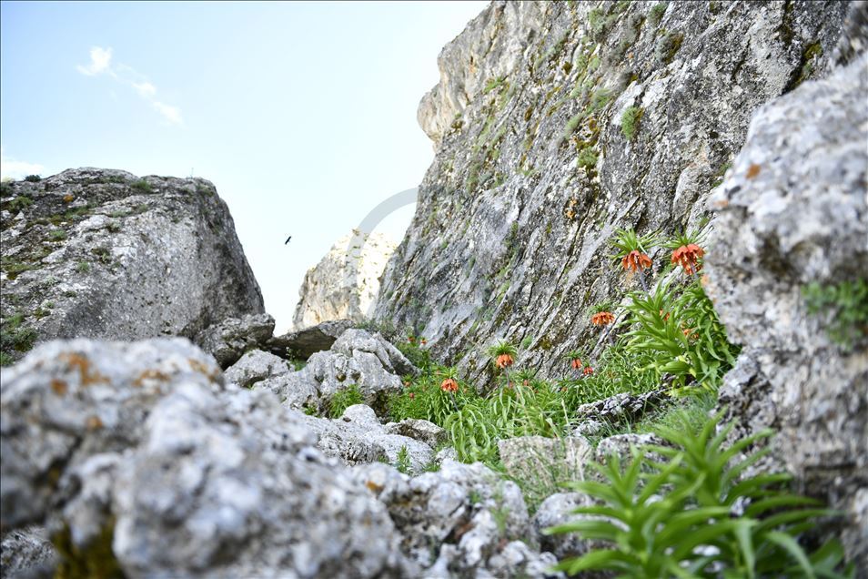 Turquie : Les « Tulipes inversées » ornent le Mont Salvan de Marach