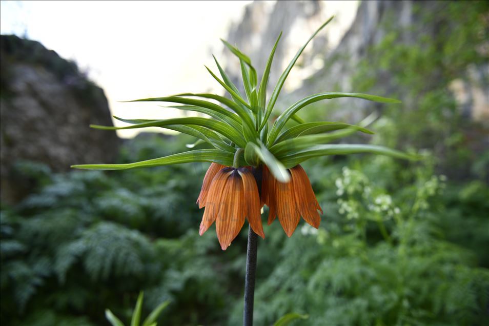 Turquie : Les « Tulipes inversées » ornent le Mont Salvan de Marach