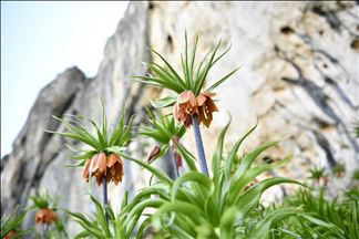 Turquie : Les « Tulipes inversées » ornent le Mont Salvan de Marach
