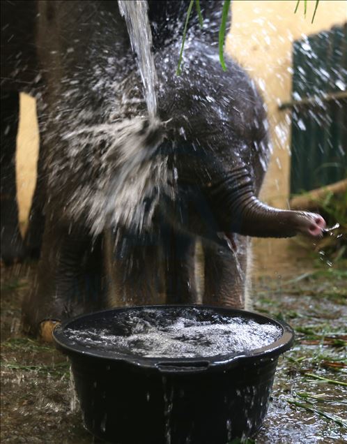 Bayi gajah bernama Covid di Indonesia