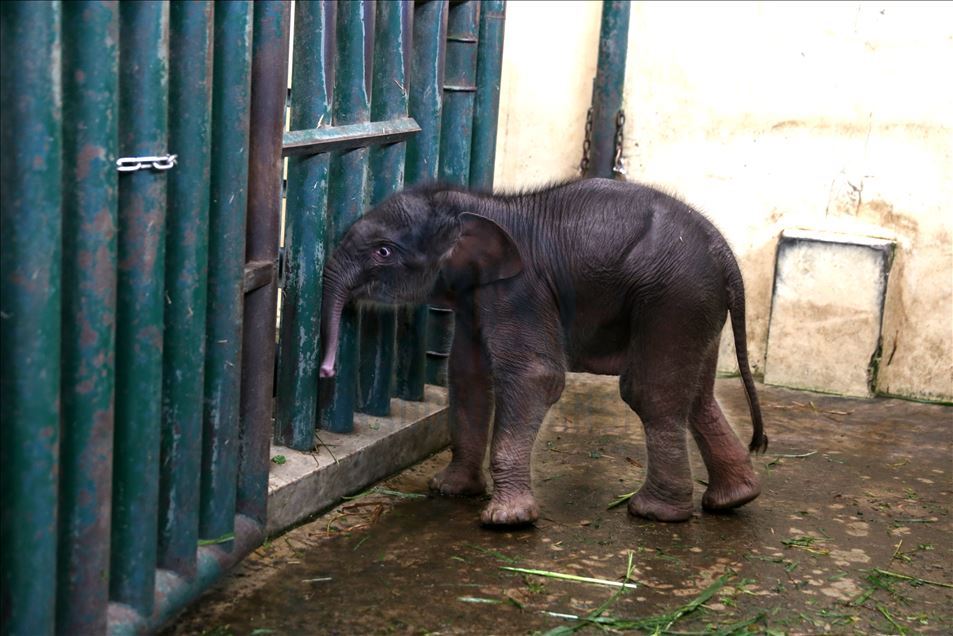 Bayi gajah bernama Covid di Indonesia