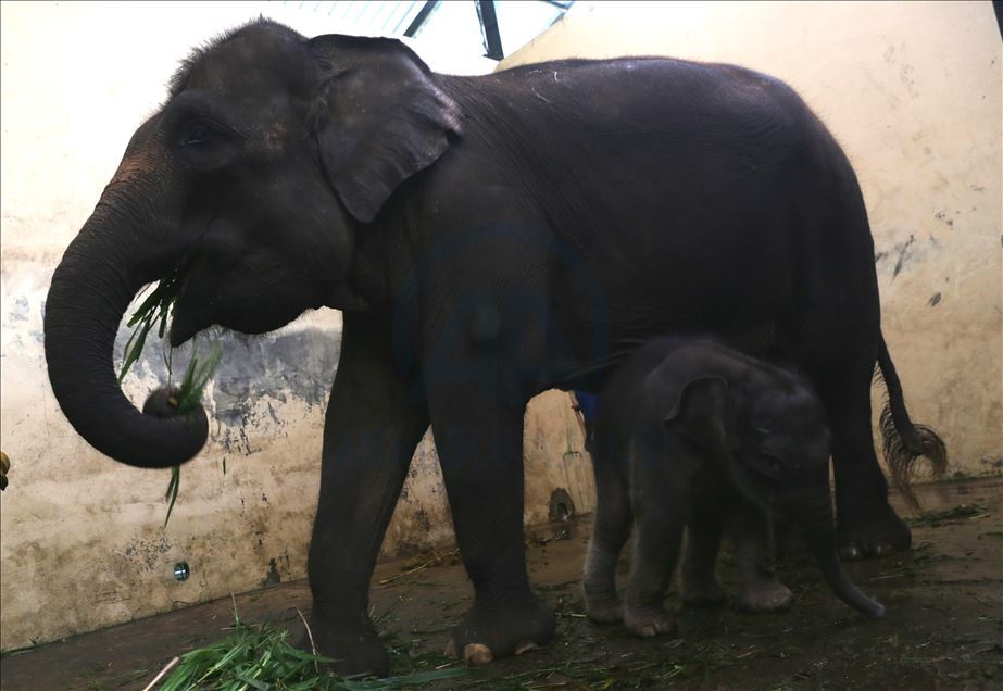 Bayi gajah bernama Covid di Indonesia
