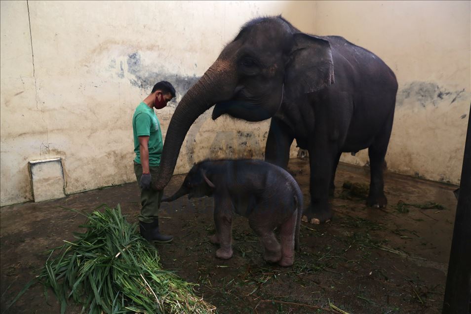Bayi gajah bernama Covid di Indonesia