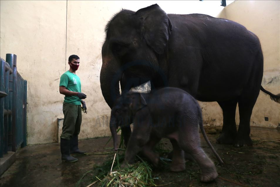 Bayi gajah bernama Covid di Indonesia