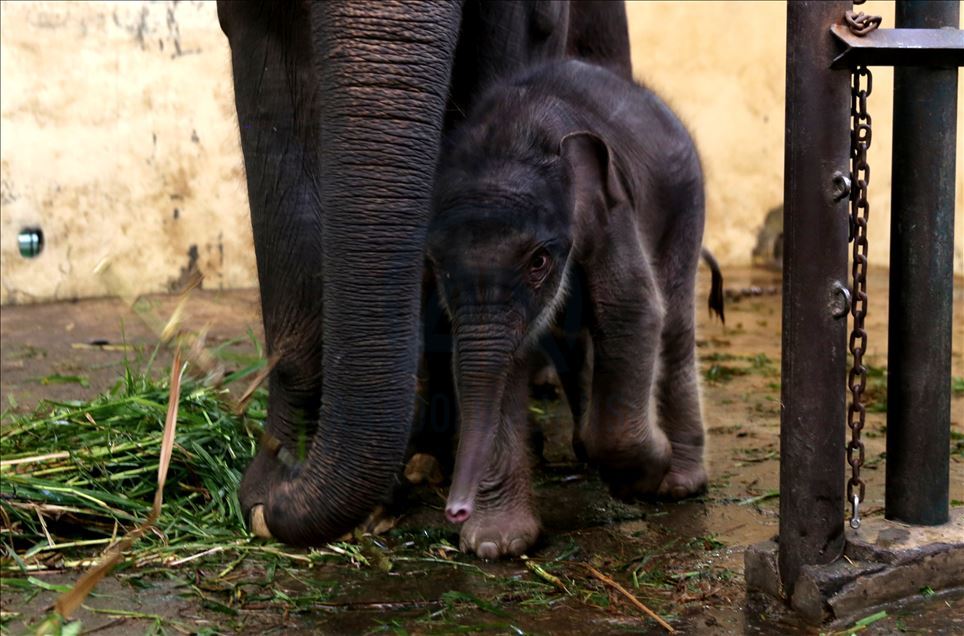 Bayi gajah bernama Covid di Indonesia