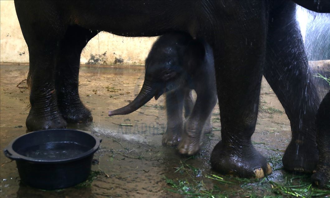 Bayi gajah bernama Covid di Indonesia