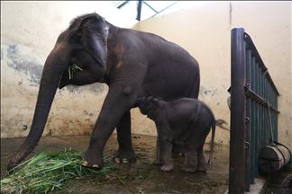 Bayi gajah bernama Covid di Taman Safari Indonesia