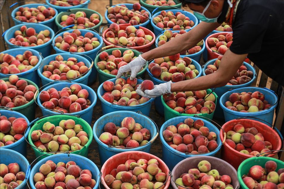 Peach harvest in Gaza Anadolu Agency