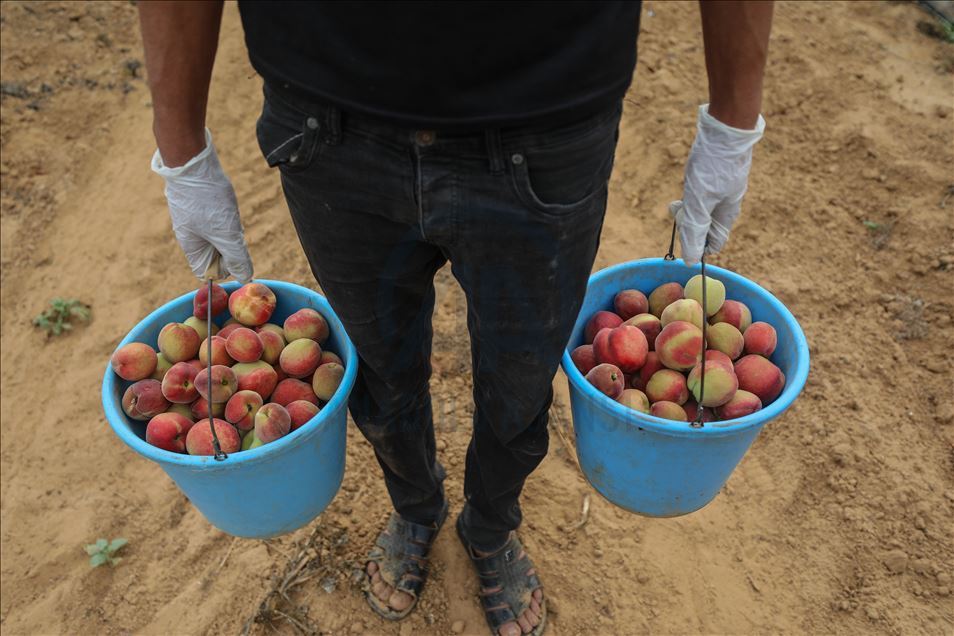 Peach harvest in Gaza