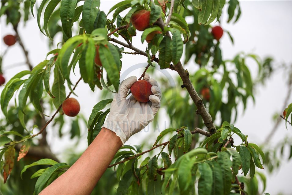 Peach harvest in Gaza