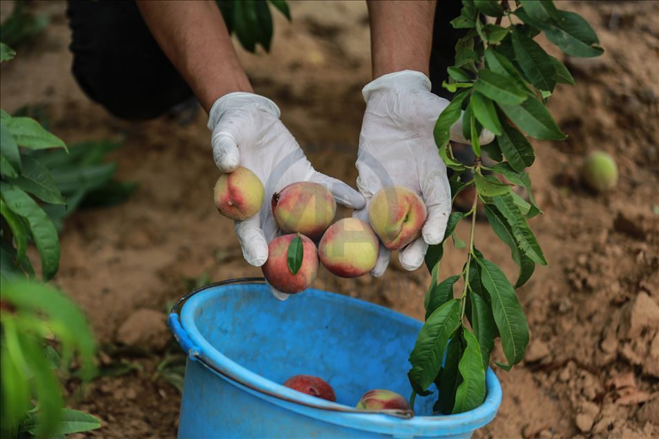 Peach harvest in Gaza