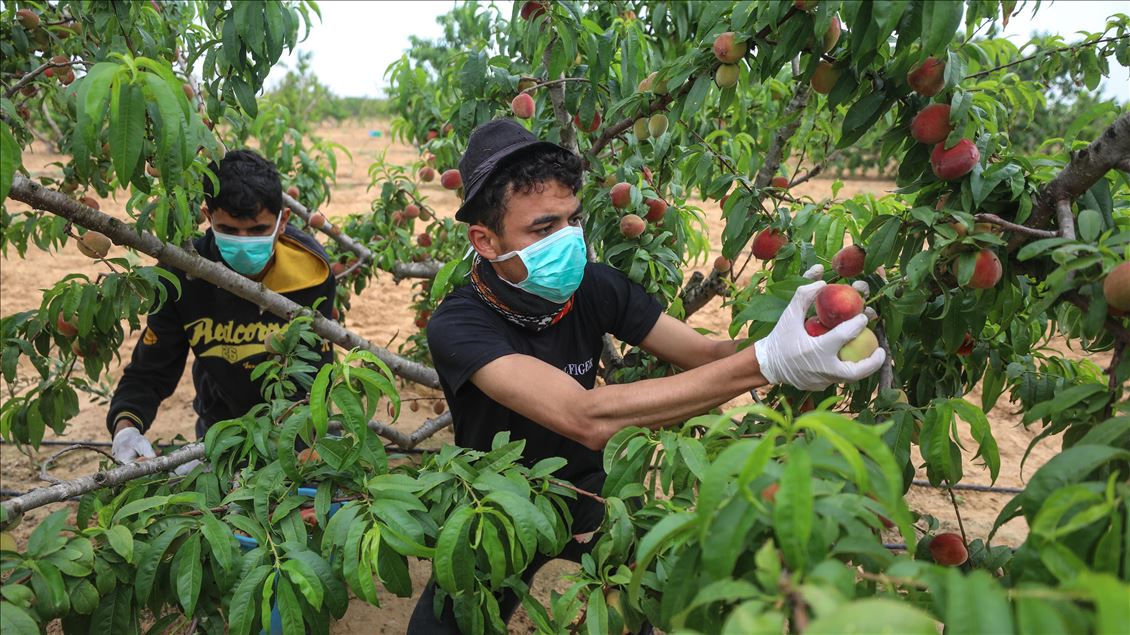 Peach harvest in Gaza