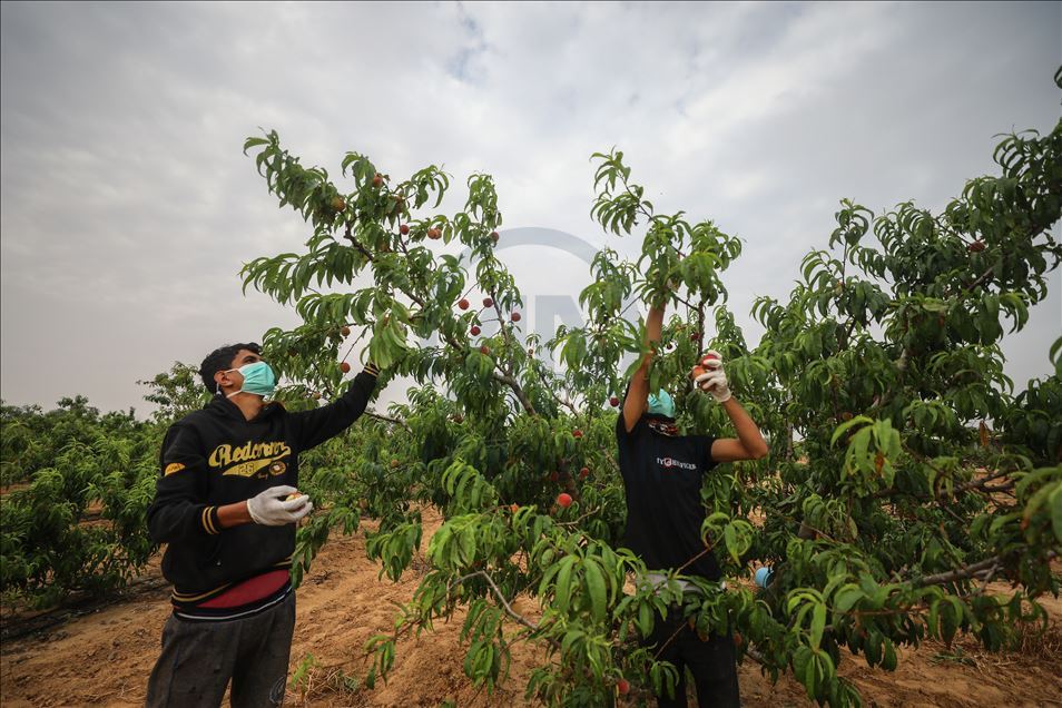 Peach harvest in Gaza