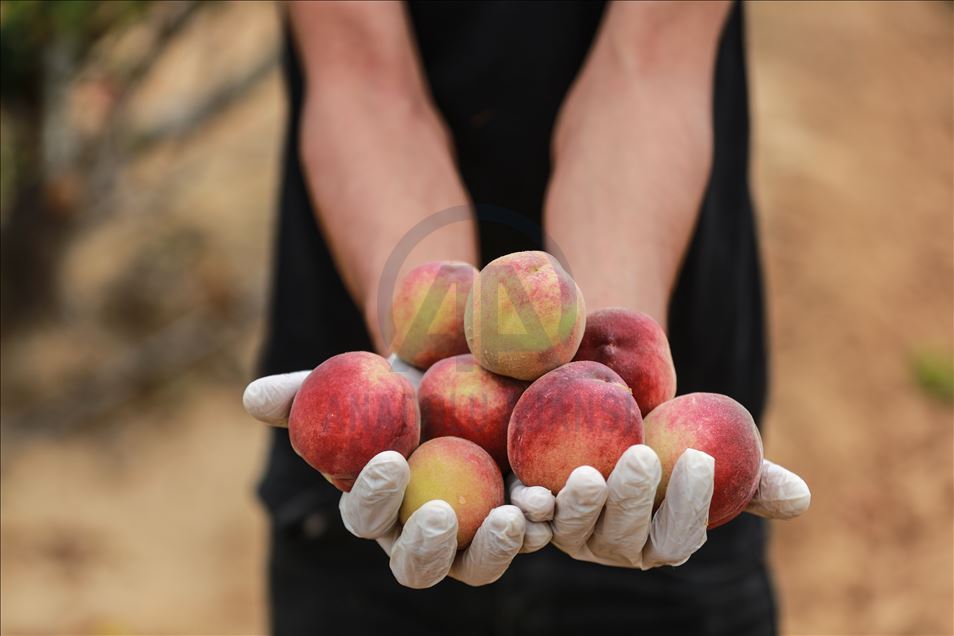 Peach harvest in Gaza