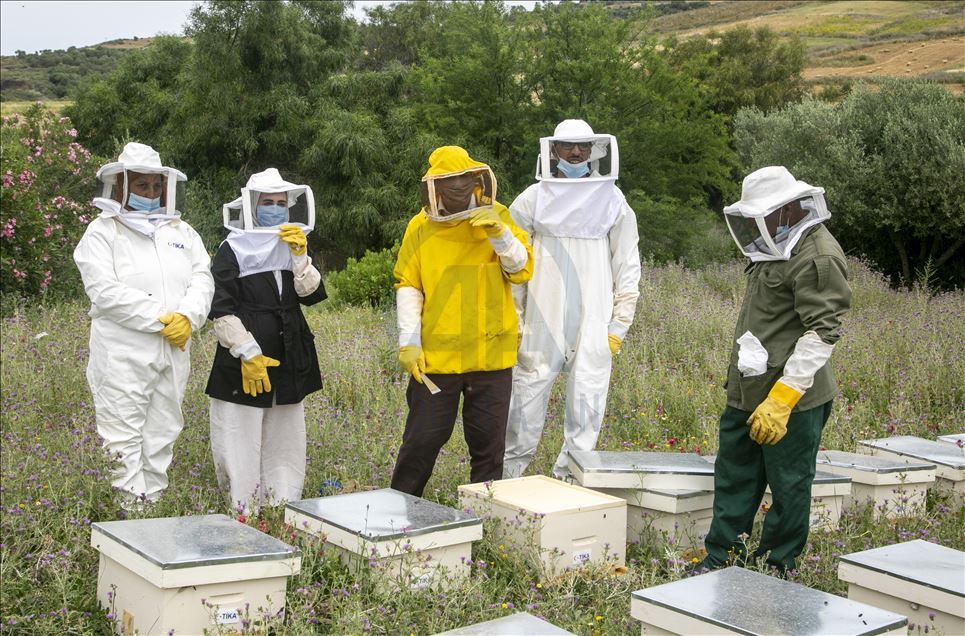 Tunisie : l'Agence turque de coopération promeut l'apiculture à Béja
