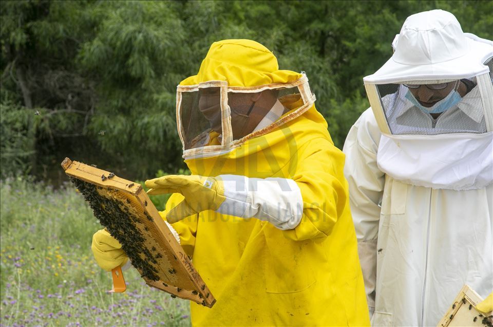 Tunisie : l'Agence turque de coopération promeut l'apiculture à Béja
