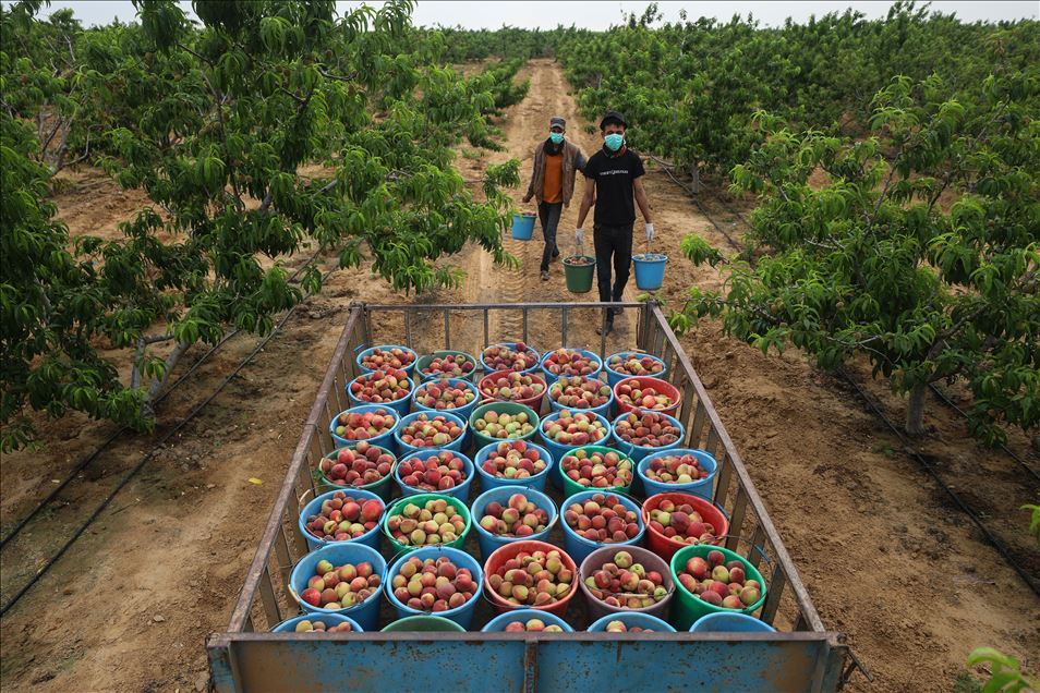 Peach harvest in Gaza