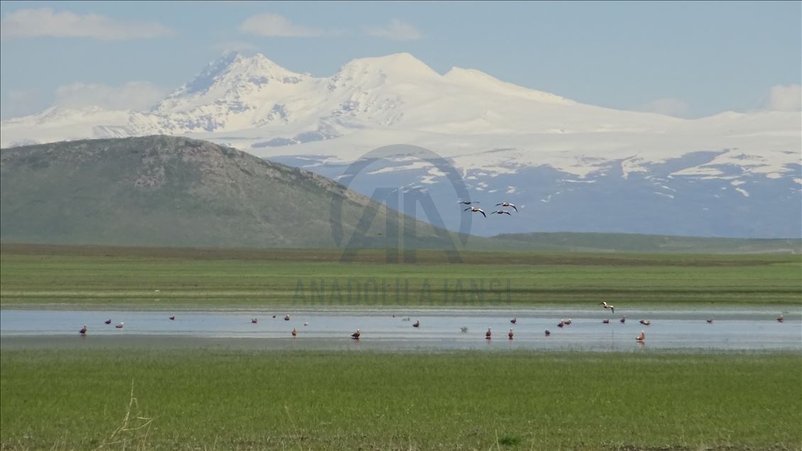 Tamamen kuruyan Kuyucuk Gölü can suyu ile yeniden "kuş cenneti" oldu
