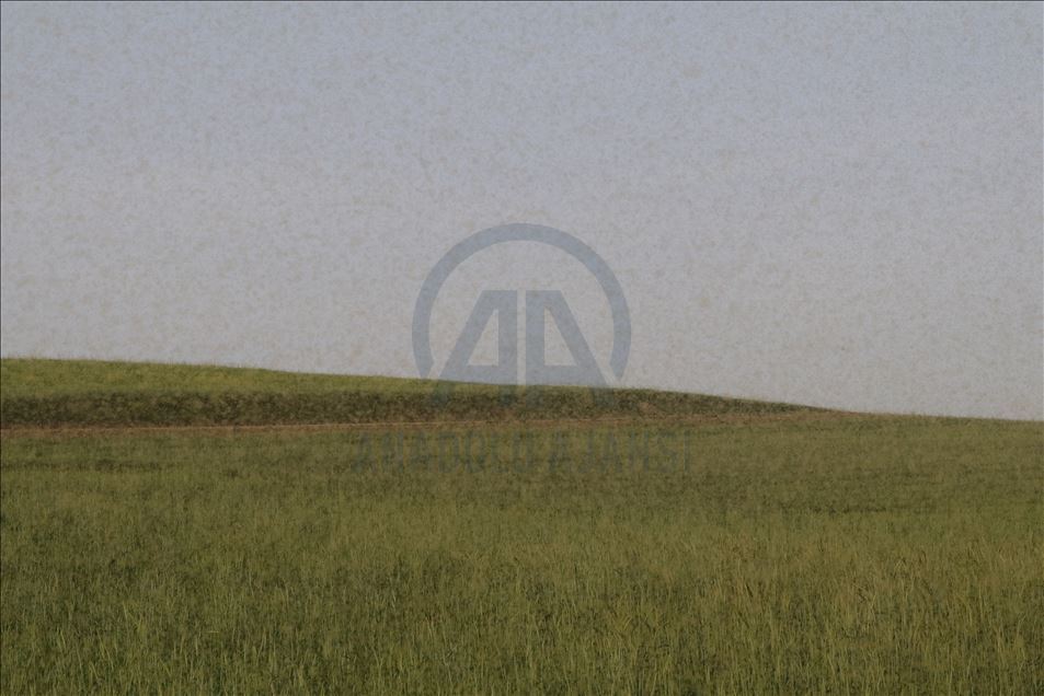 Yozgat'ta bir köy sinek istilasına uğradı