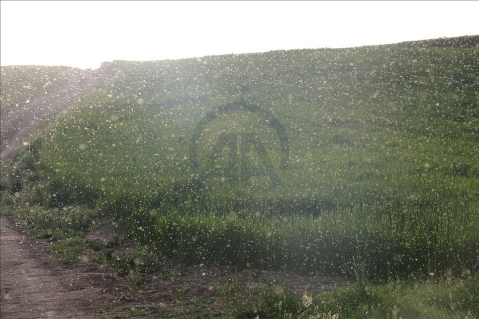 Yozgat'ta bir köy sinek istilasına uğradı