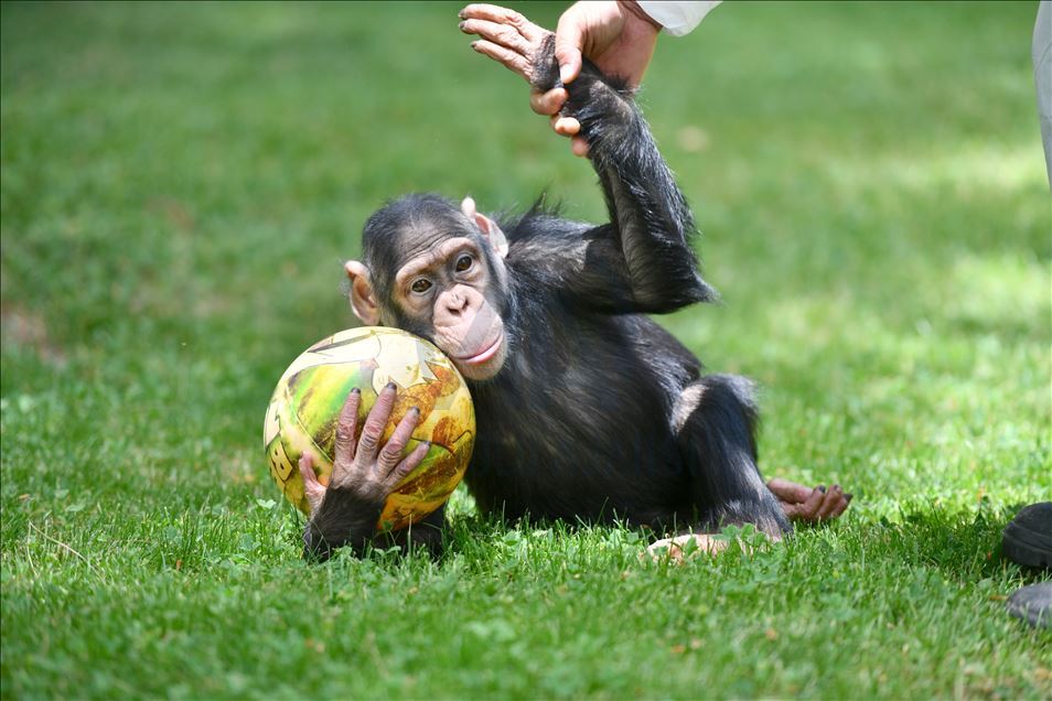 Chimpanzee "Can" enjoy outdoor time in Gaziantep Zoo