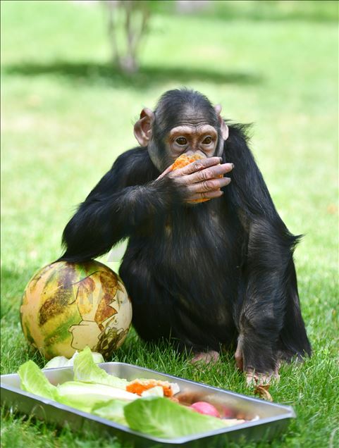 Chimpanzee "Can" enjoy outdoor time in Gaziantep Zoo