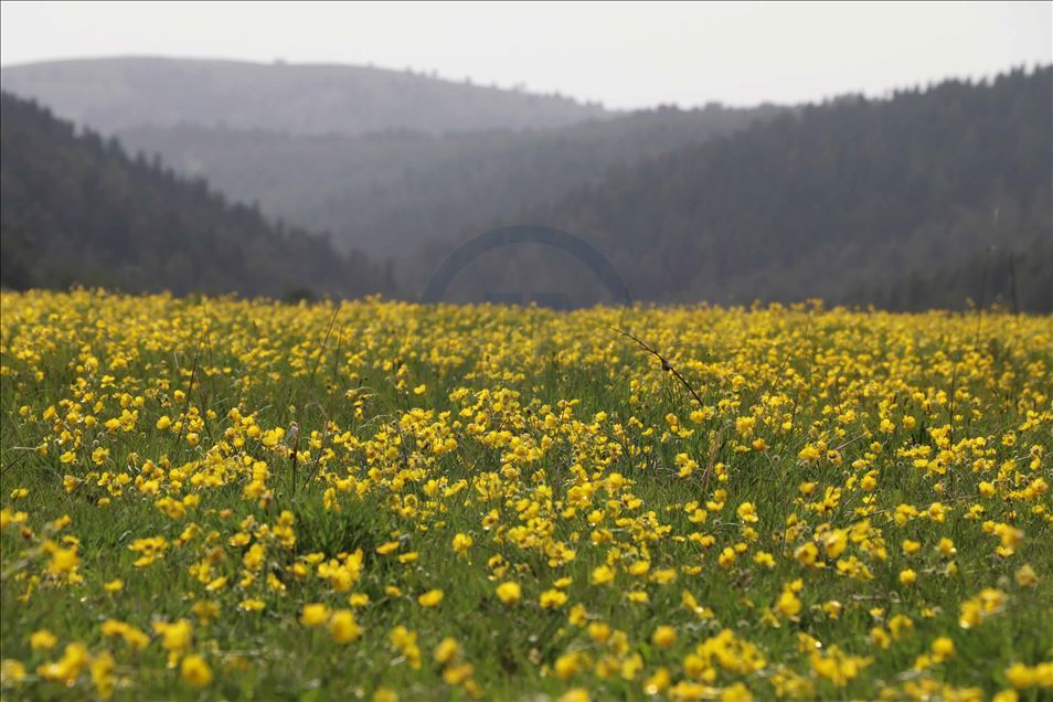 Hazım Dağlı Tabiat Parkı'ndaki ilkbahar güzelliği "sessiz" geçiyor

