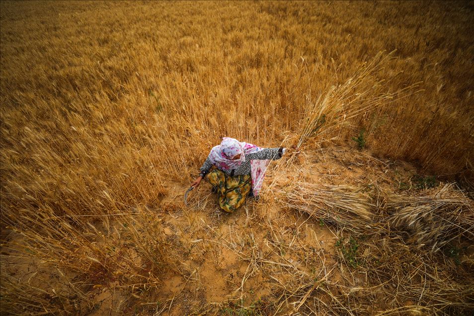 Gazze'de buğday hasadı başladı