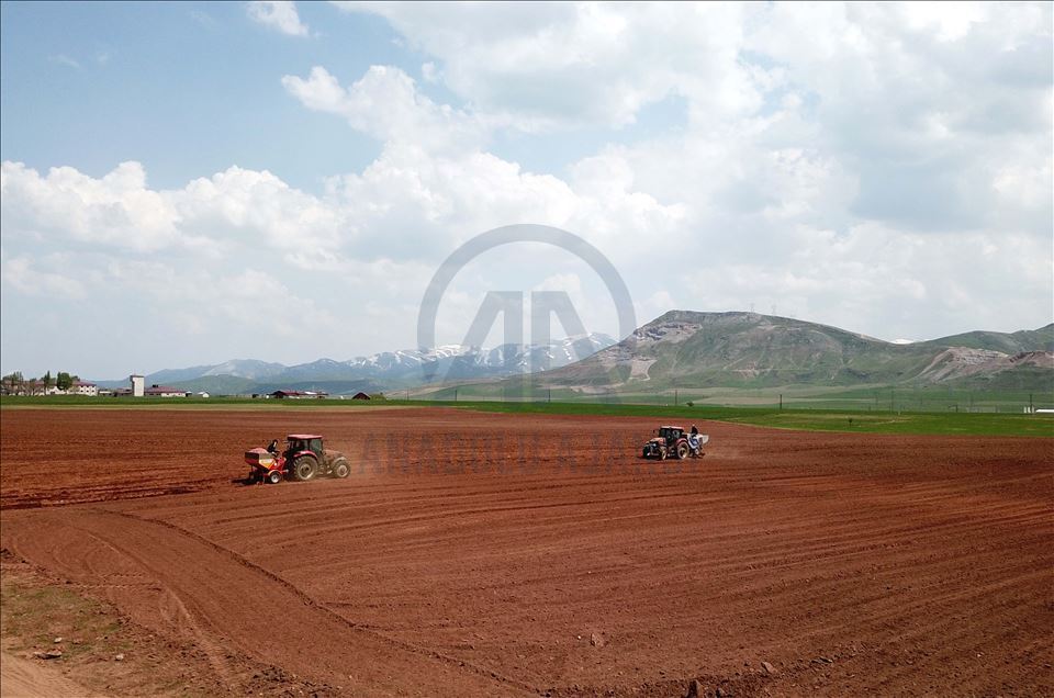 Bitlis'te sertifikalı patates tohumu ekimine başlandı