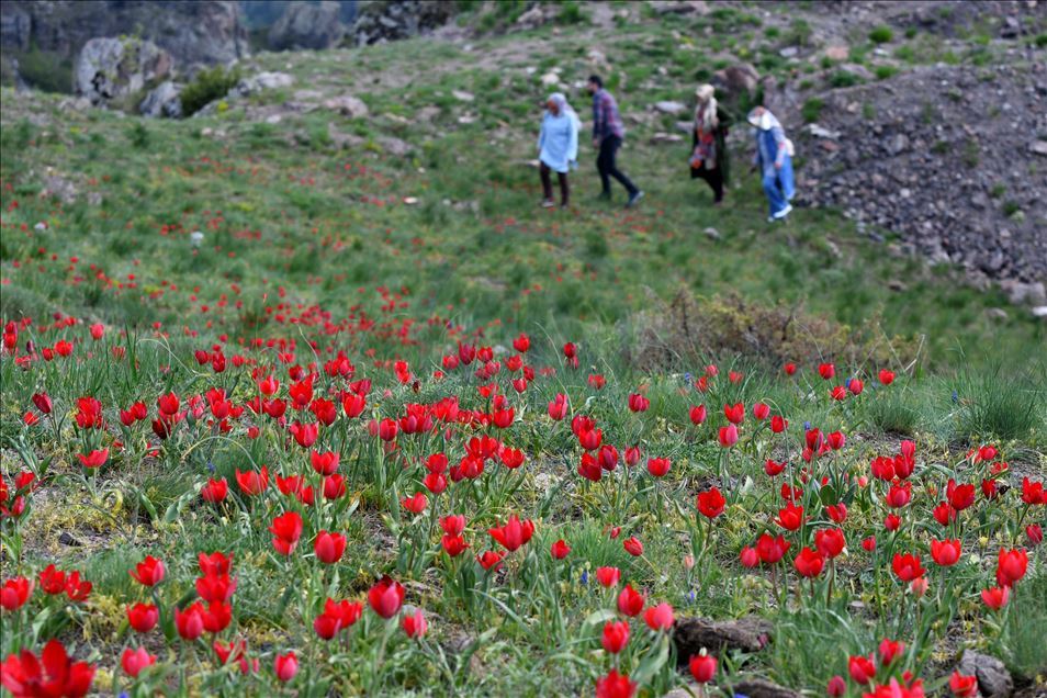 Sarıkamış’ta bahar tüm güzellikleriyle yaşanıyor
