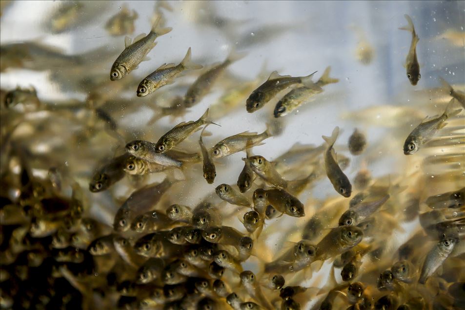 Antalya'da yetiştirilen milyonlarca sazan yavrusu iç sularla buluşturulacak