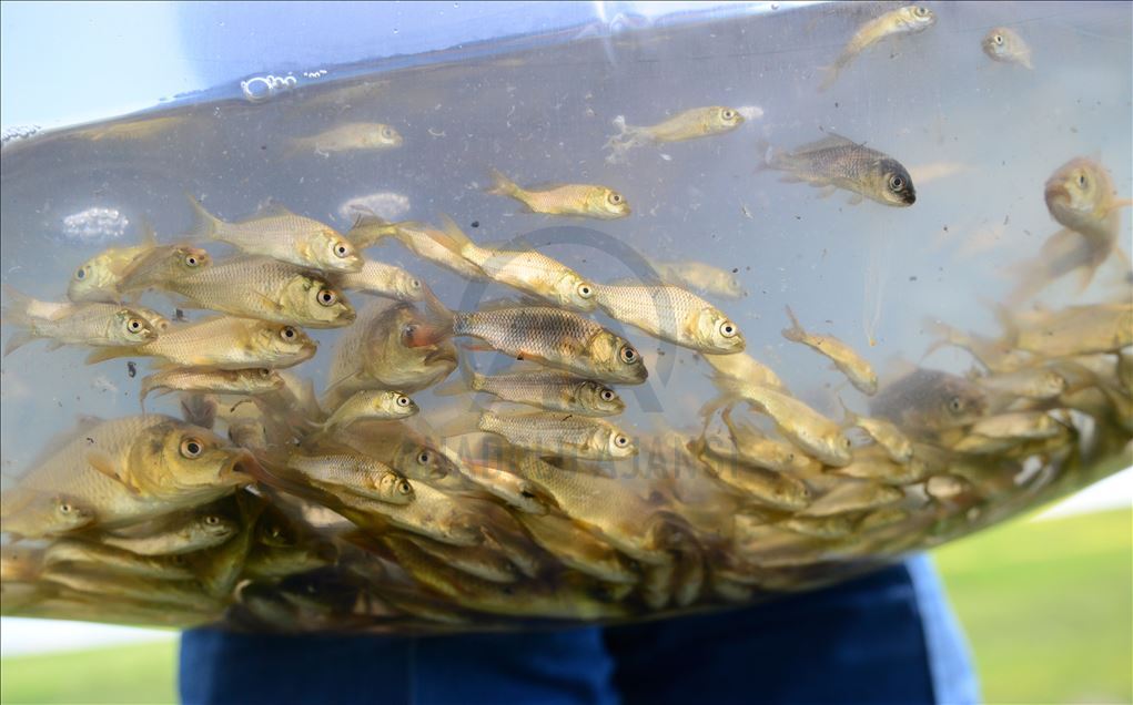 Bitlis'te iki göle 70 bin yavru sazan balığı bırakıldı