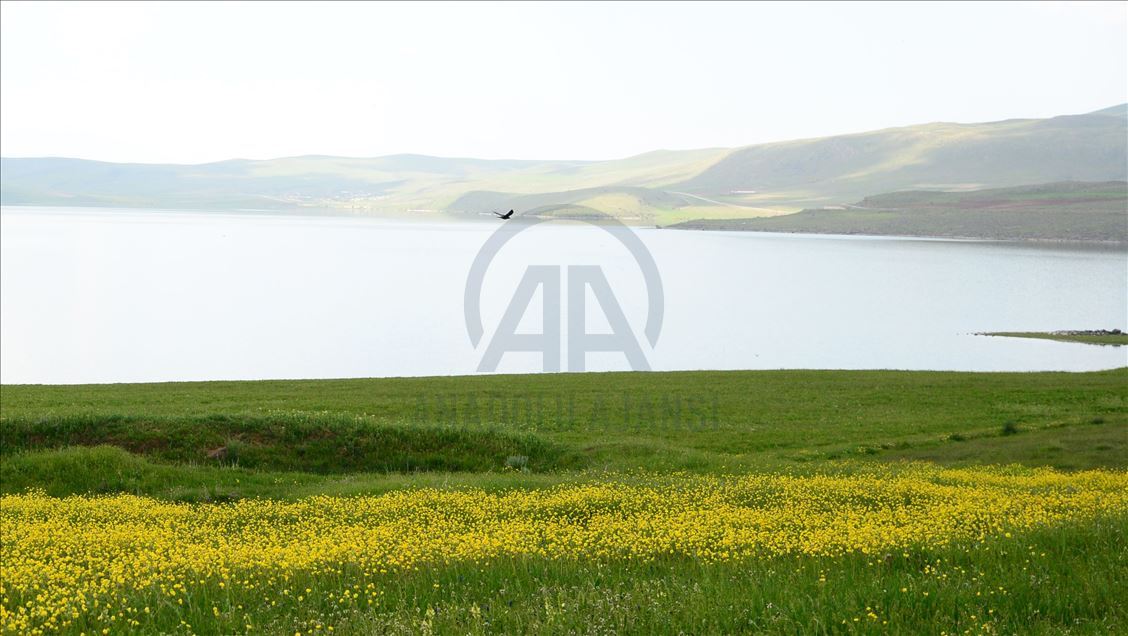 Bitlis'te iki göle 70 bin yavru sazan balığı bırakıldı