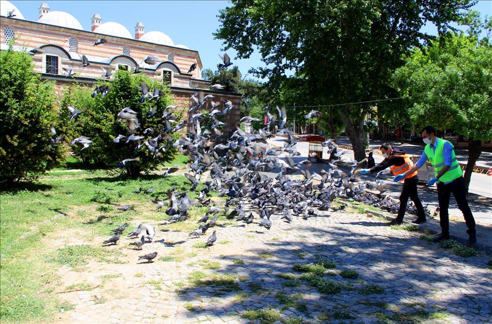 Sokağa çıkma kısıtlamasında Selimiye Meydanı'ndaki güvercinler unutulmadı