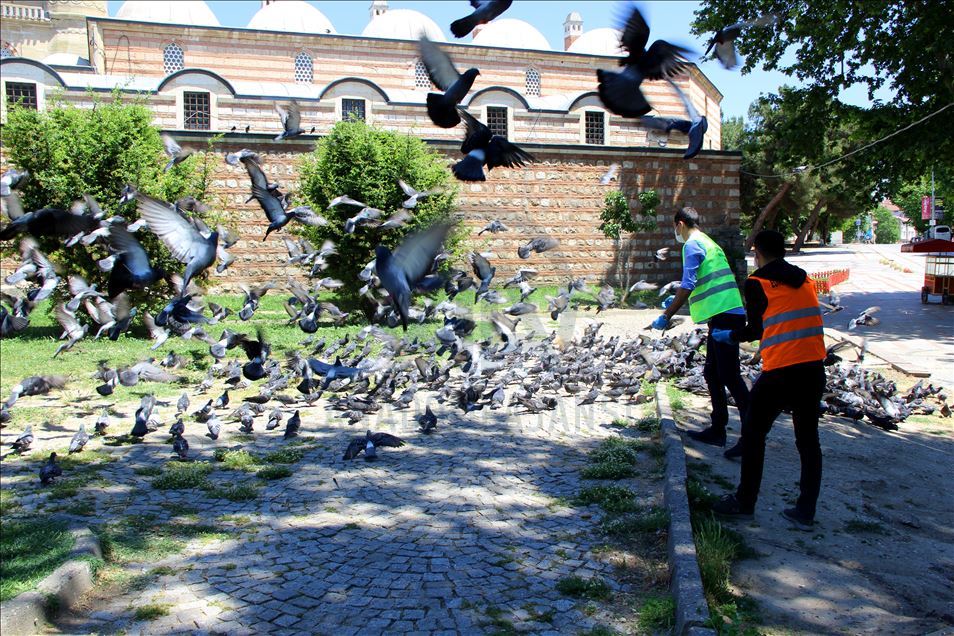 Sokağa çıkma kısıtlamasında Selimiye Meydanı'ndaki güvercinler unutulmadı