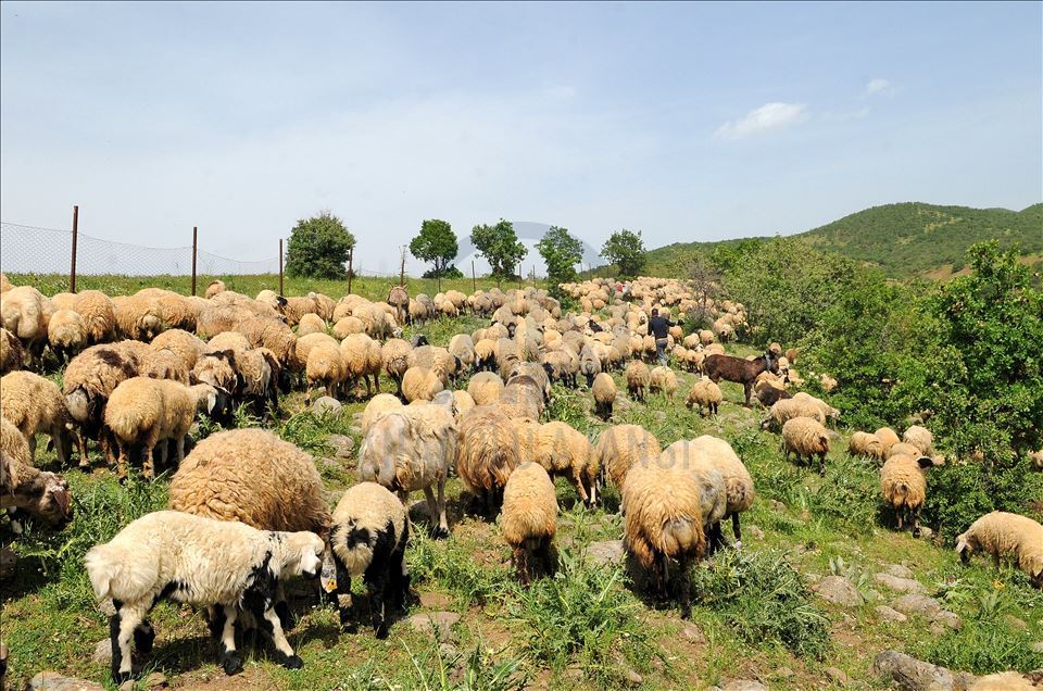 Rêwîtiya koçeran a dijwar dewam dike