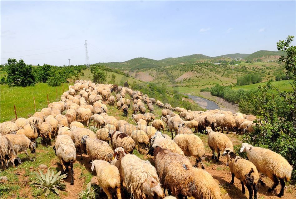 Rêwîtiya koçeran a dijwar dewam dike