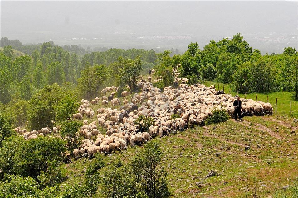 Rêwîtiya koçeran a dijwar dewam dike