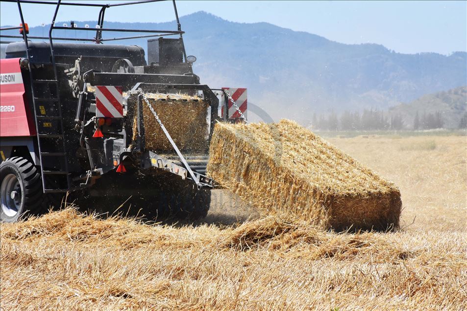 Türkiye'nin ilk buğday hasadı Dalaman TİGEM'de yapıldı
