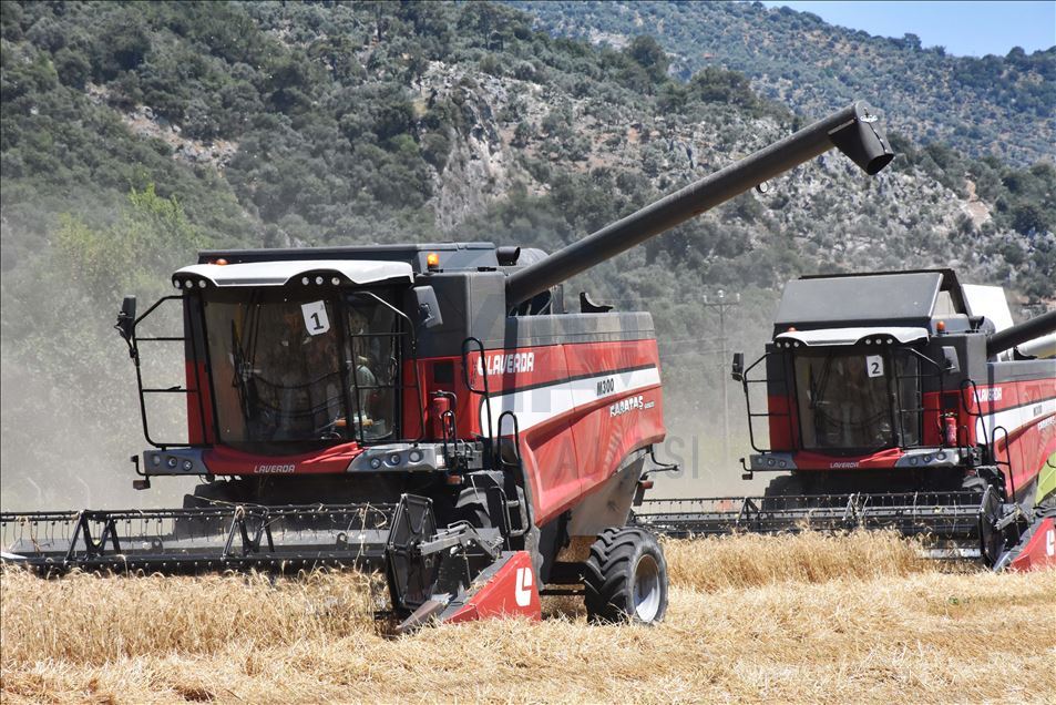 Türkiye'nin ilk buğday hasadı Dalaman TİGEM'de yapıldı