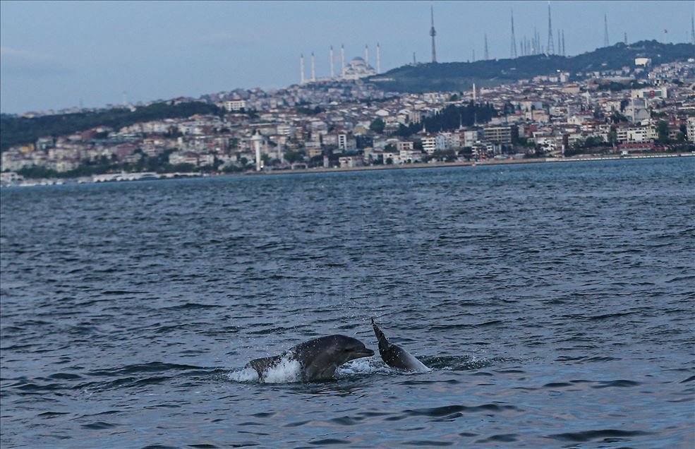 Dolphins appear in Istanbul's Halic