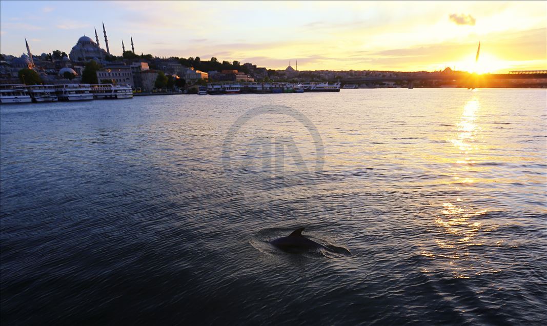 Dolphins appear in Istanbul's Halic