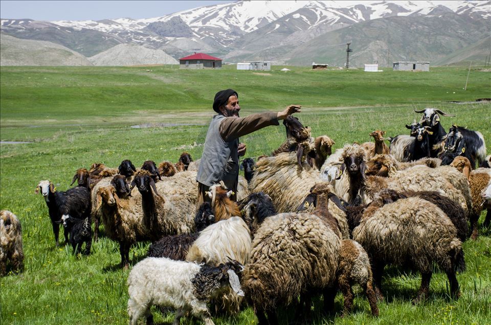 Faraşin Yaylası, karlı dağları ve yeşil örtüsüyle büyülüyor