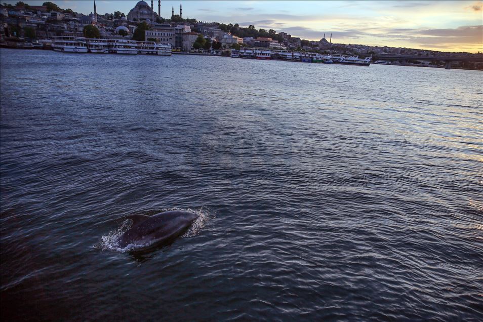 Dolphins appear in Istanbul's Halic