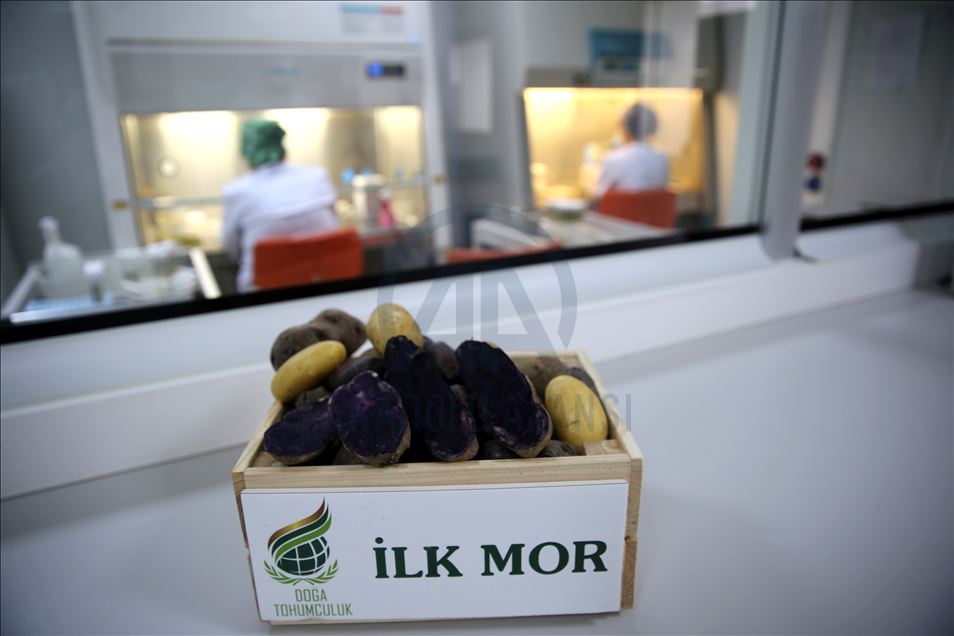 Türkiye'nin yerli ve milli patates tohumları laboratuvarda üretiliyor

