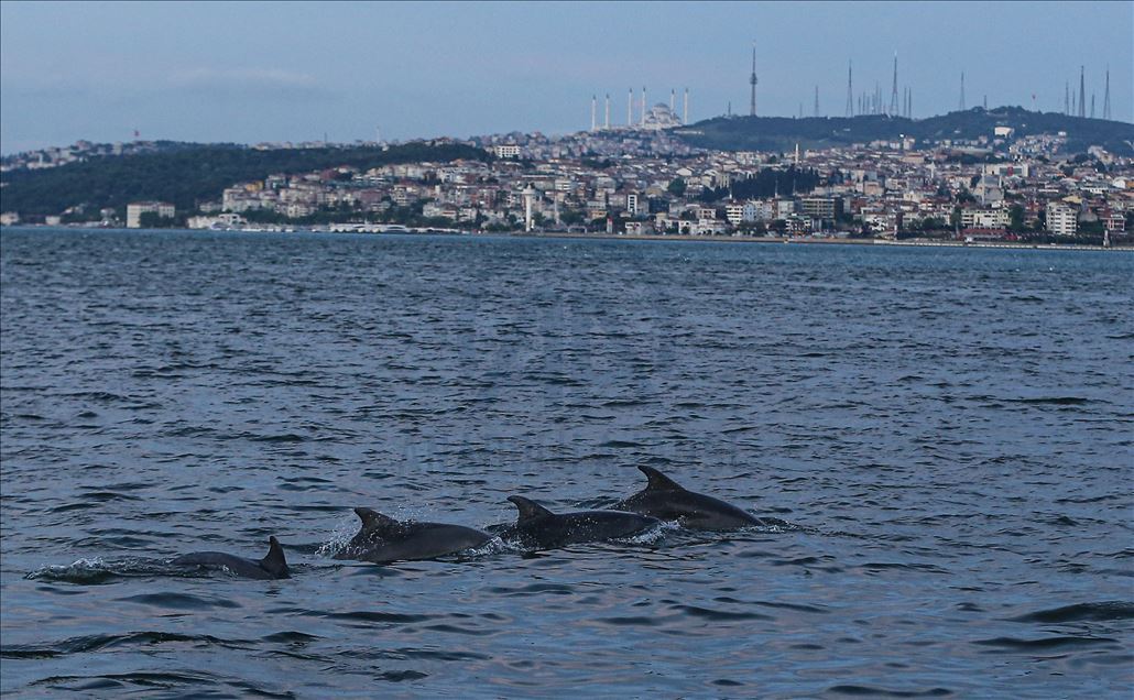 Dolphins appear in Istanbul's Halic