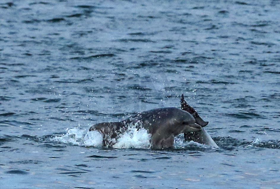Dolphins appear in Istanbul's Halic