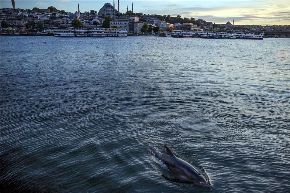 Dolphins appear in Istanbul's Halic